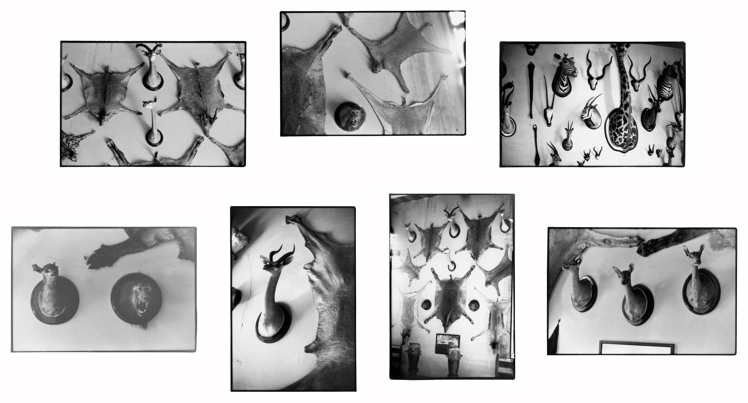 Tropies, by Zoe Leonard, 1990