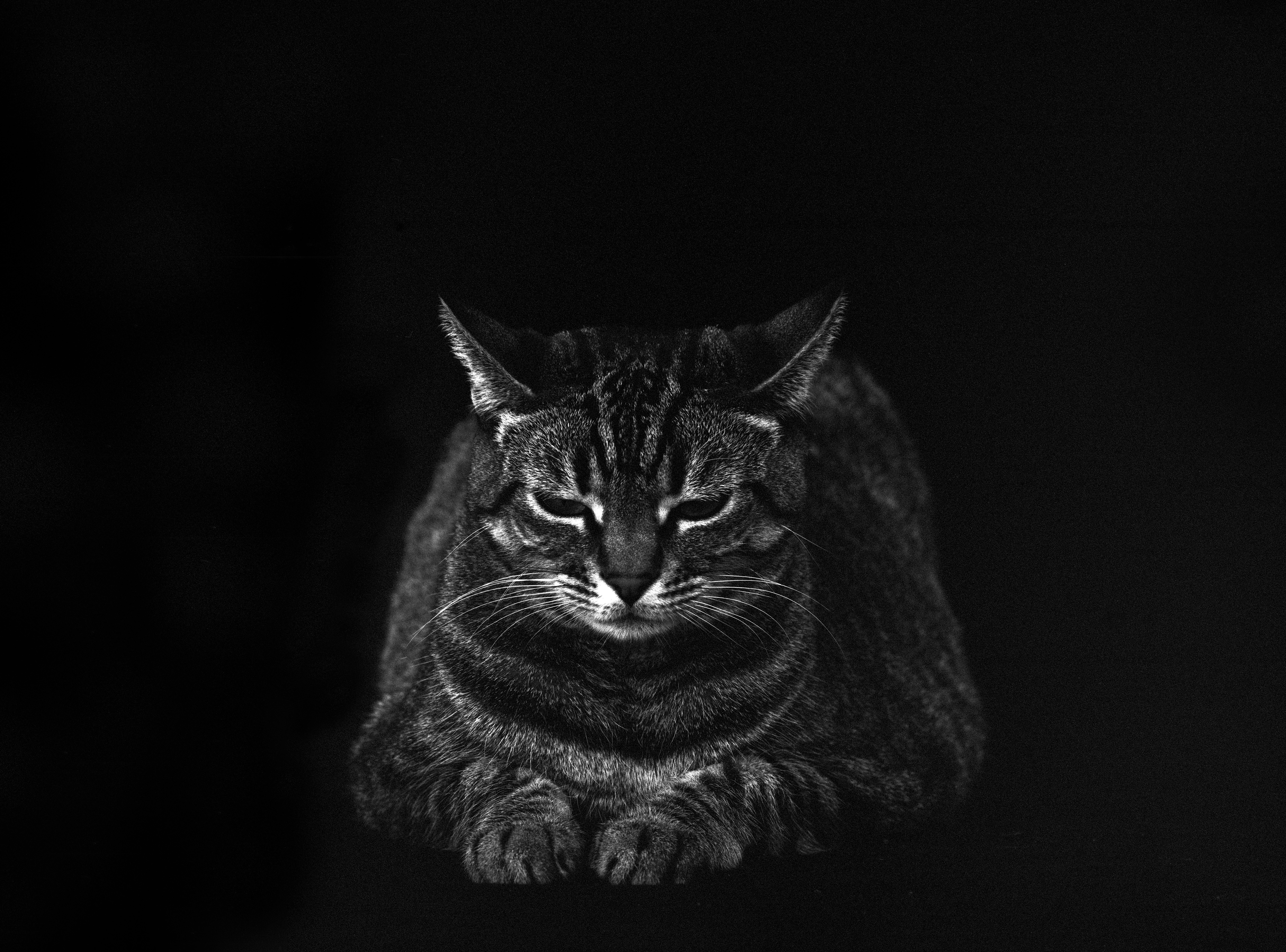 Hirsch Perlman, Animus Cat, 2008