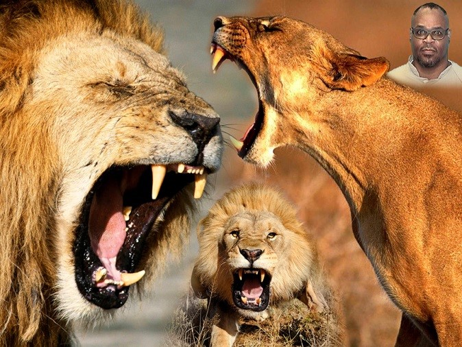 A PHOTOGRAPH WITHIN A PHOTO OF ME + WILD LIONS—Photo by Jesse