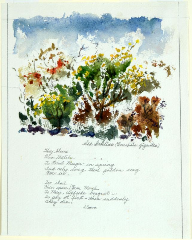 Dorothy Woodhead Brown, Sea Dahlias, ca. 1970