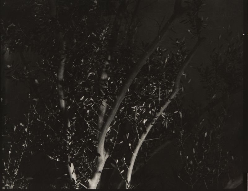 James Welling, Trees, Santa Monica Library, 1978