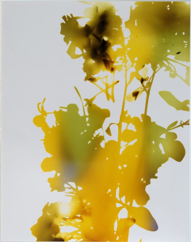 James Welling, Test for 001, Blind Spot Edition, 2006