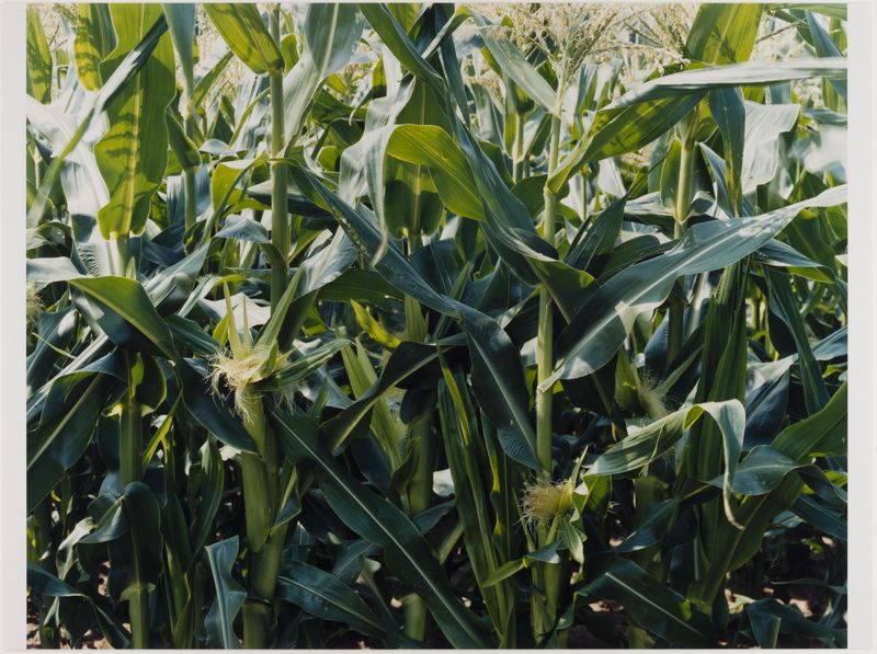 James Welling, Corn, Salisbury, CT, 2003