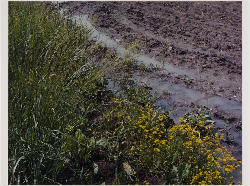 James Welling, June Rain, New Paltz, NY, 2002