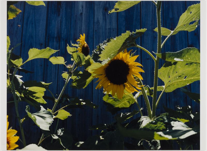 James Welling, Sunflowers and Bee, Phillies Bridge Farm; New Paltz, NY, 2002