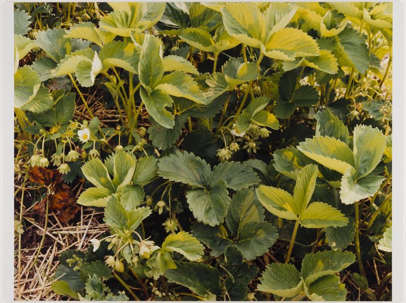 James Welling, Strawberries, close on; Dressel Farm, New Paltz, NY, 2002