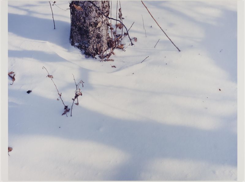 James Welling, Snow and Orchard, Dressel Farms, New Paltz, NY, 2003