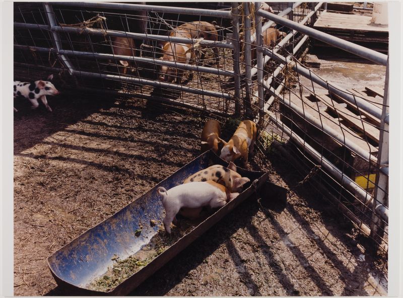 James Welling, Piglets at the Trough, Hawthorne Valley Farm, Ghent, NY, 2002