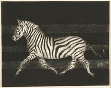 Mario Avati, Zebra in the Moonlight, 1959