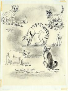 Dorothy Woodhead Brown, Diversity of Cats, 1969