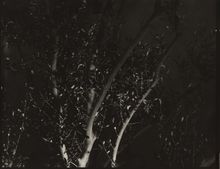 James Welling, Trees, Santa Monica Library, 1978