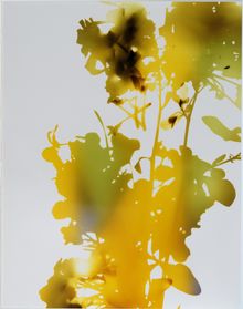 James Welling, Test for 001, Blind Spot Edition, 2006