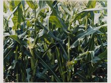 James Welling, Corn, Salisbury, CT, 2003