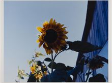 James Welling, Sunflowers, Phillies Bridge Farm, New Paltz, NY, 2002