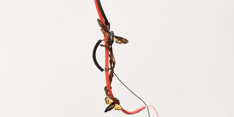 Close up image of a knot of cables, with two large moths attached to it