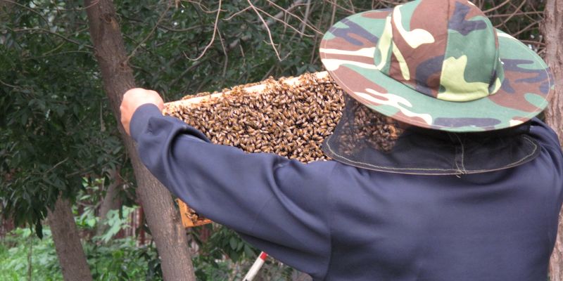 beekeeper