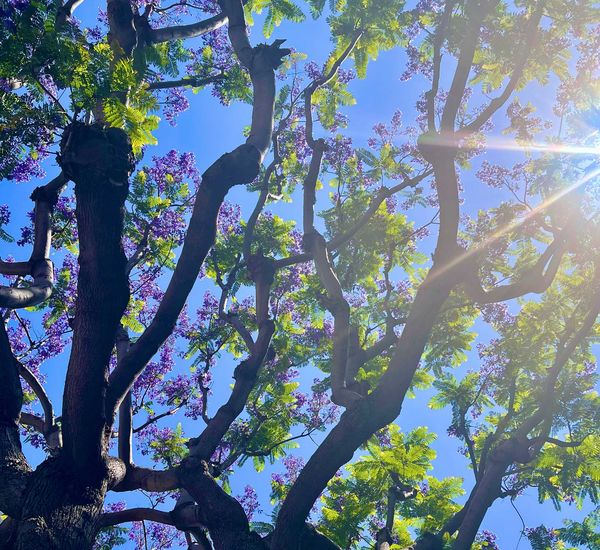 Photo of the branches of a jacaranda tree