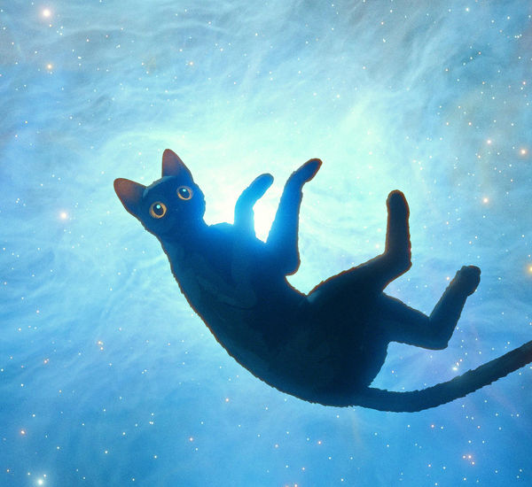 An animated cat floats in space