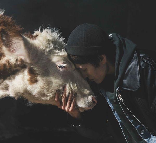A man stands forehead to forehead with a cow