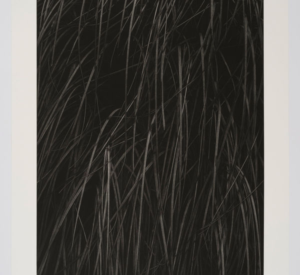 Black and white messotint showing towering blades of pampas grass emerge from darkness.