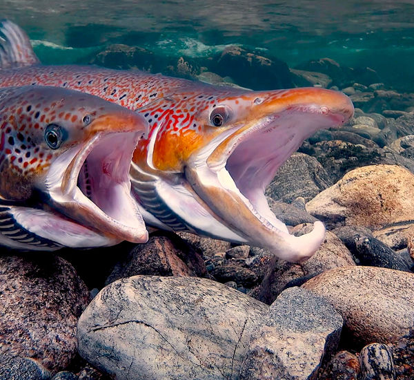 Two red salmon swim over a rocky sea bed, their mouths open