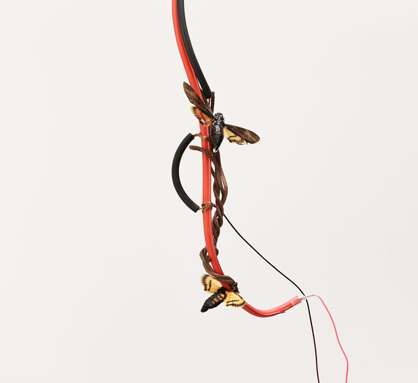 Close up image of a knot of cables, with two large moths attached to it