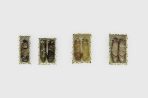 Four pairs of shoes mounted to a wall