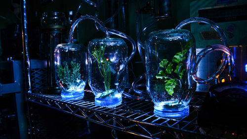 A dark shelf with upside-down jars of plants