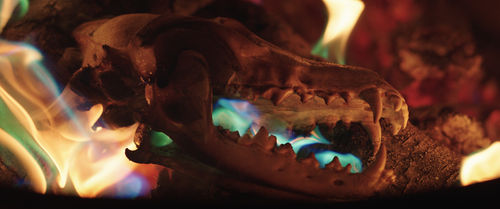 A side view of an animal's skull among colorful flames
