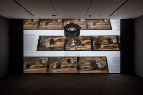 A screening room with a large image of film strips of butterflies and a magnifying lens