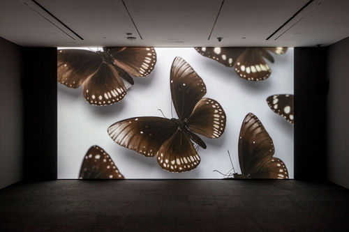 A screening room with a large image of butterflies on pins