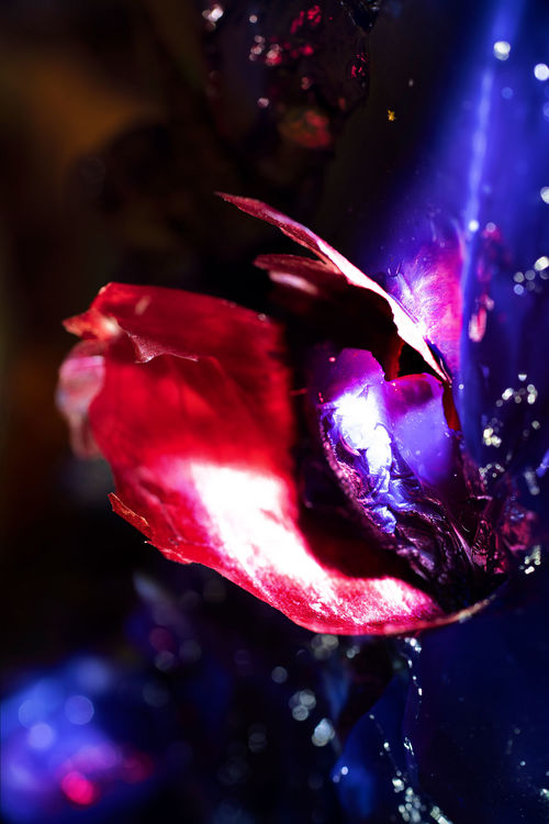 A close-up photograph of a pink organic shape on a purple background