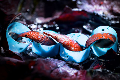 Four blue rings with a fleshy strip connecting them