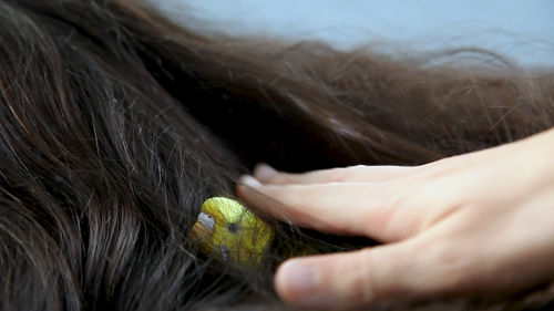 Image of dark hair with a small yellow toy among the hairs, and a hand laid on top ot the toy.