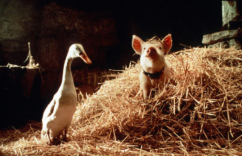 A pig in a haystack, next to a duck