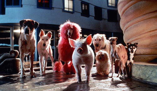 Babe the pig, with a group of dogs standing behind him