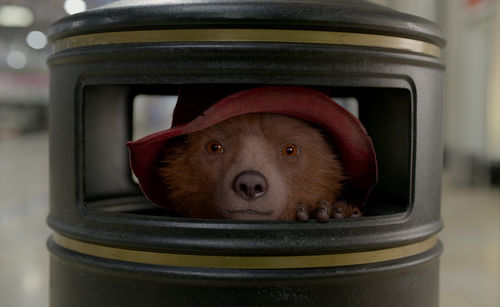 Paddington bear looks out from a trash can