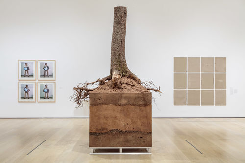 Installation image showing wall-mounted artworks and sculptural object made of soil, roots, and a tree trunk