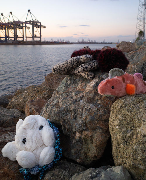 Image of three plush objects set on rocks near a waterfront