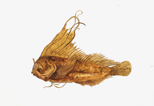 Painting of a yellow-orange fish