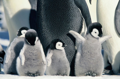 Furry baby penguins