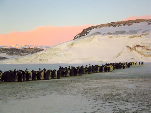A long line of emperor penguins stretches across an icy wilderness