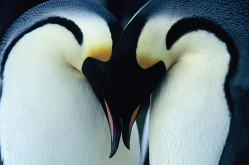 Two emperor penguins press their heads together