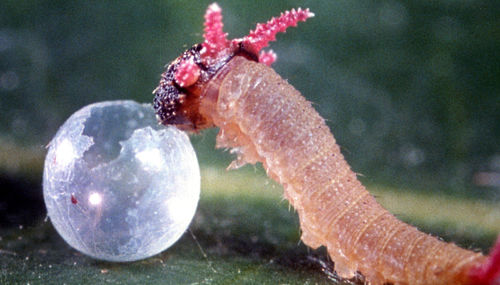 Close up of an anthropod and an eggshell