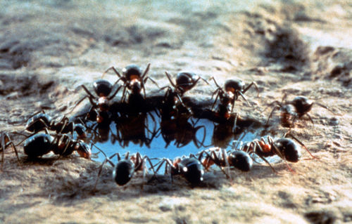 Close up of ants around a puddle