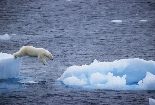 A polar bear jumping into the sea