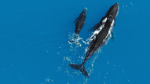 a big whale and a baby whale swimming in blue ocean