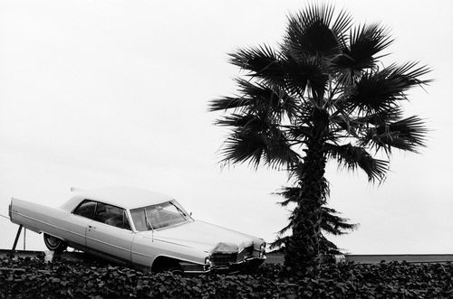 Black-and-white image of a light-colored car with its front crashed into the ground in front of a palm tree