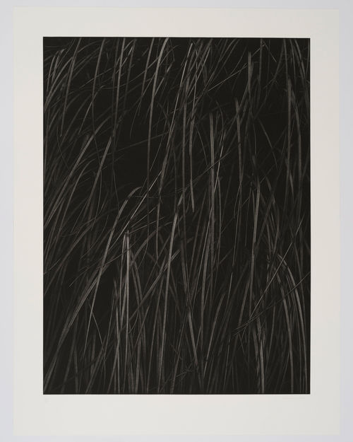 Black and white messotint showing towering blades of pampas grass emerge from darkness.