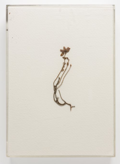 Corita Kent, Untitled, 1977